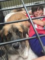 Alex_CagedAnimals_7-2016 (13)